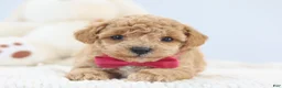 Toy Poodle dogs for sale: Allie - Ad 2
