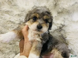 Mini Bernedoodle dogs CHRISTMAS JOY- blue eye - Ad 6