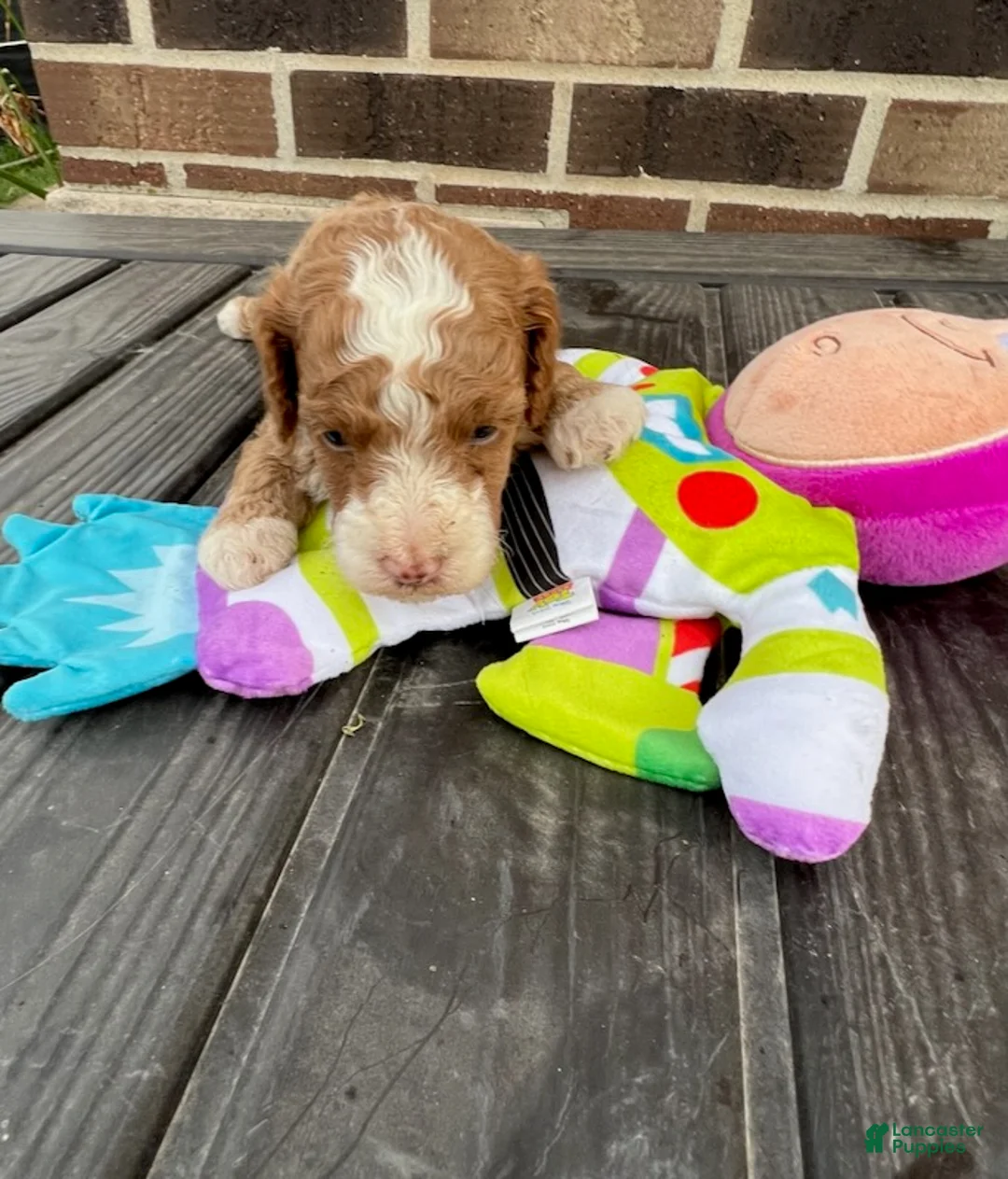 Miniature Poodle dogs for sale: Buzz - Ad 2