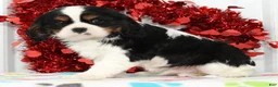 Cavalier King Charles Spaniel dogs for sale: Frisky - Ad 4
