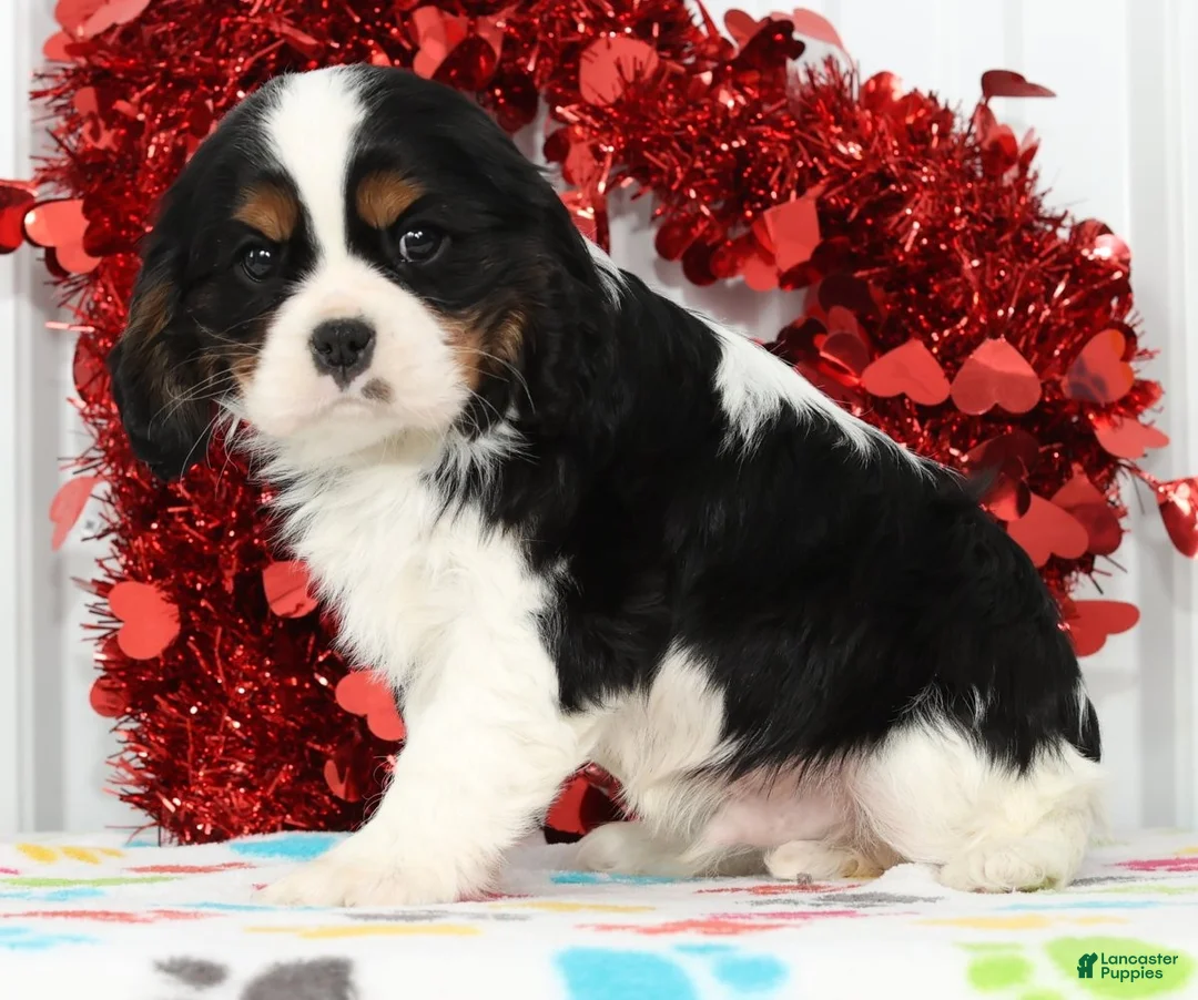 Cavalier King Charles Spaniel dogs for sale: Frisky - Ad 4