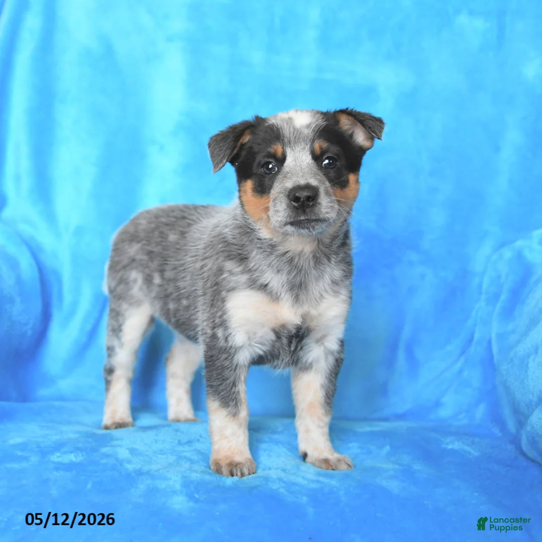 Australian Cattle Dog dogs for sale: Martha - Ad 3