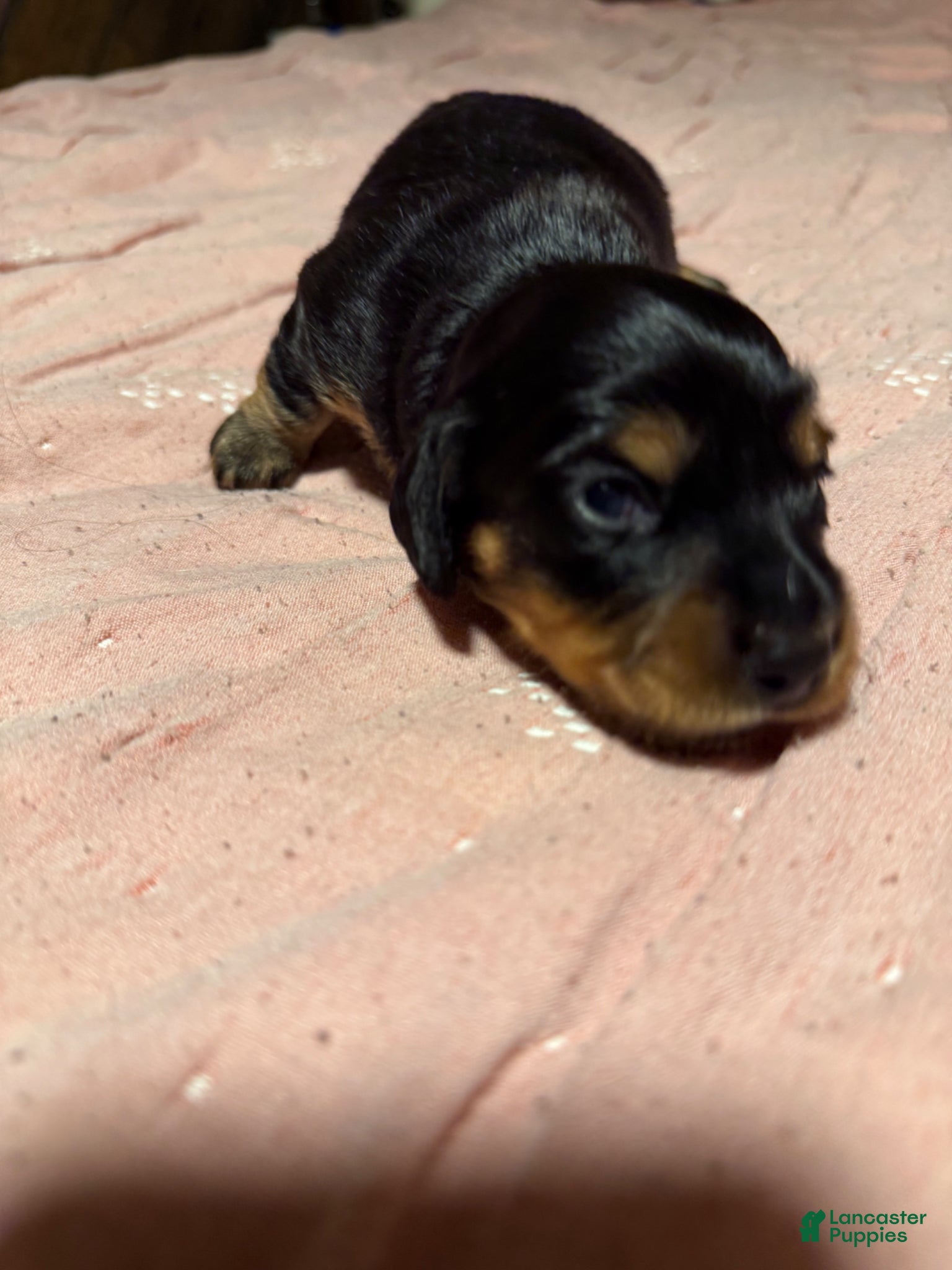 Miniature Dachshund dogs Miniature Dachshund Puppy 2 - Ad 1