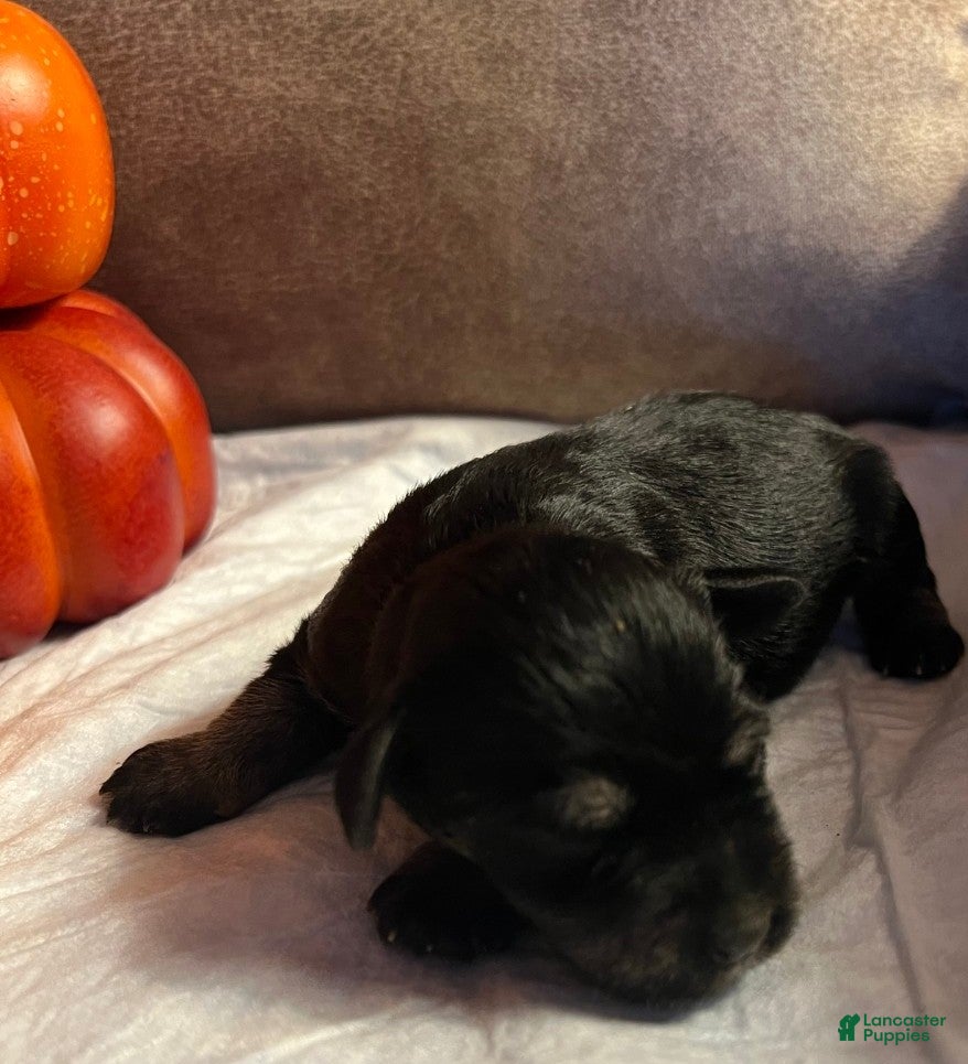 Miniature Schnauzer dogs Miniature Schnauzer 1 - Ad 30
