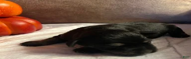 Miniature Schnauzer 1