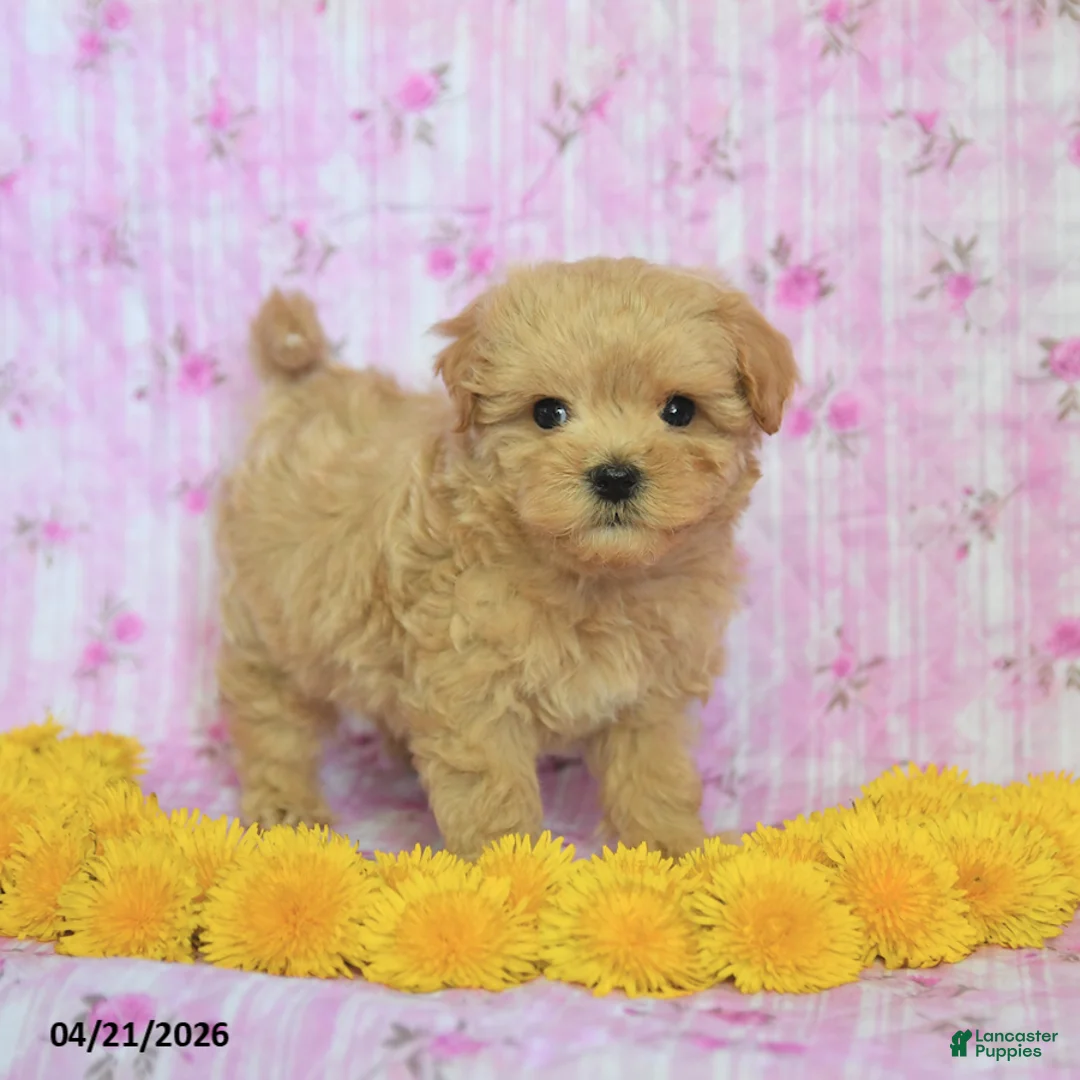 Maltipoo dogs for sale: Smokey - Ad 1