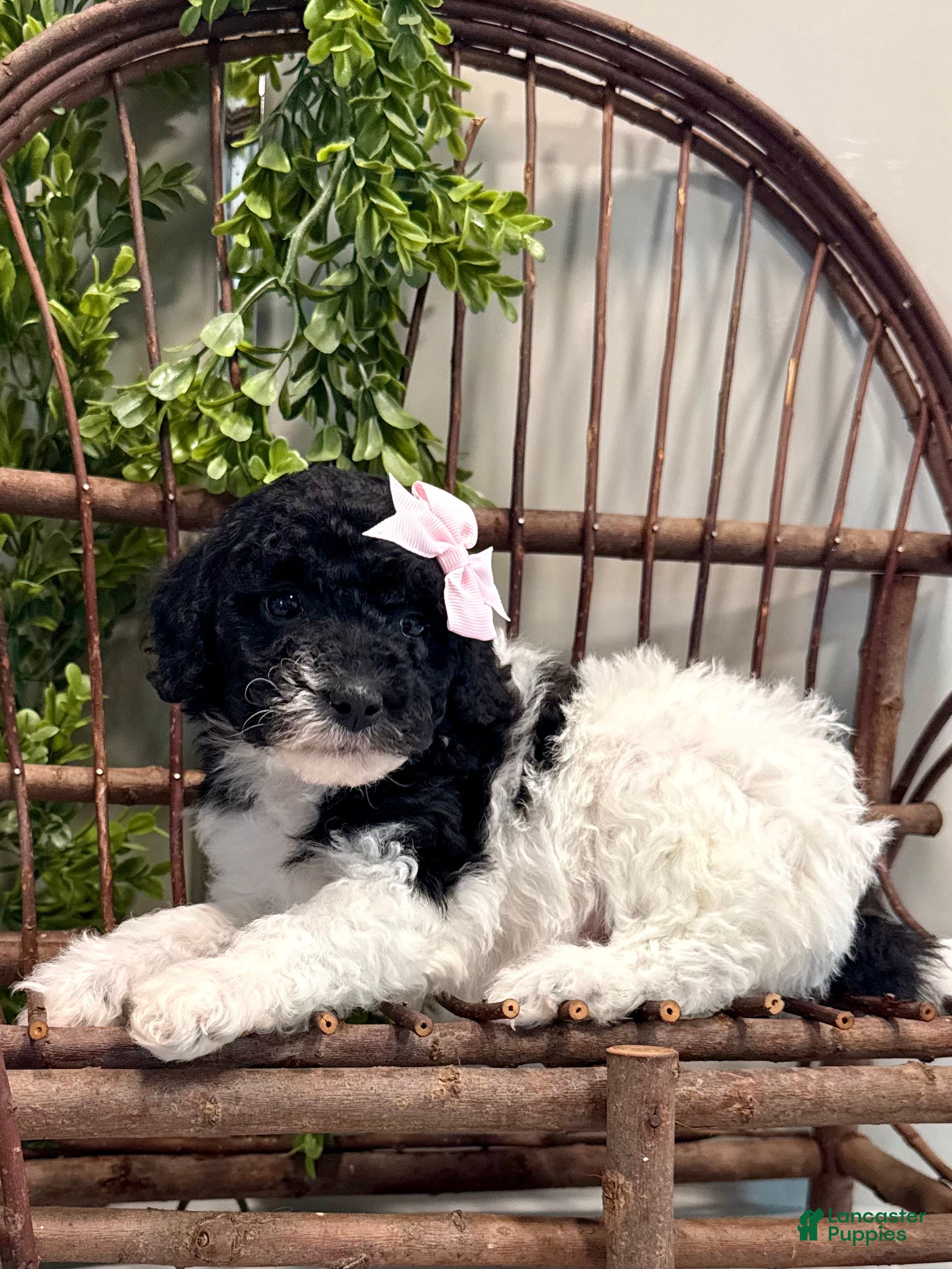 Mini Goldendoodle dogs Onna - Ad 2