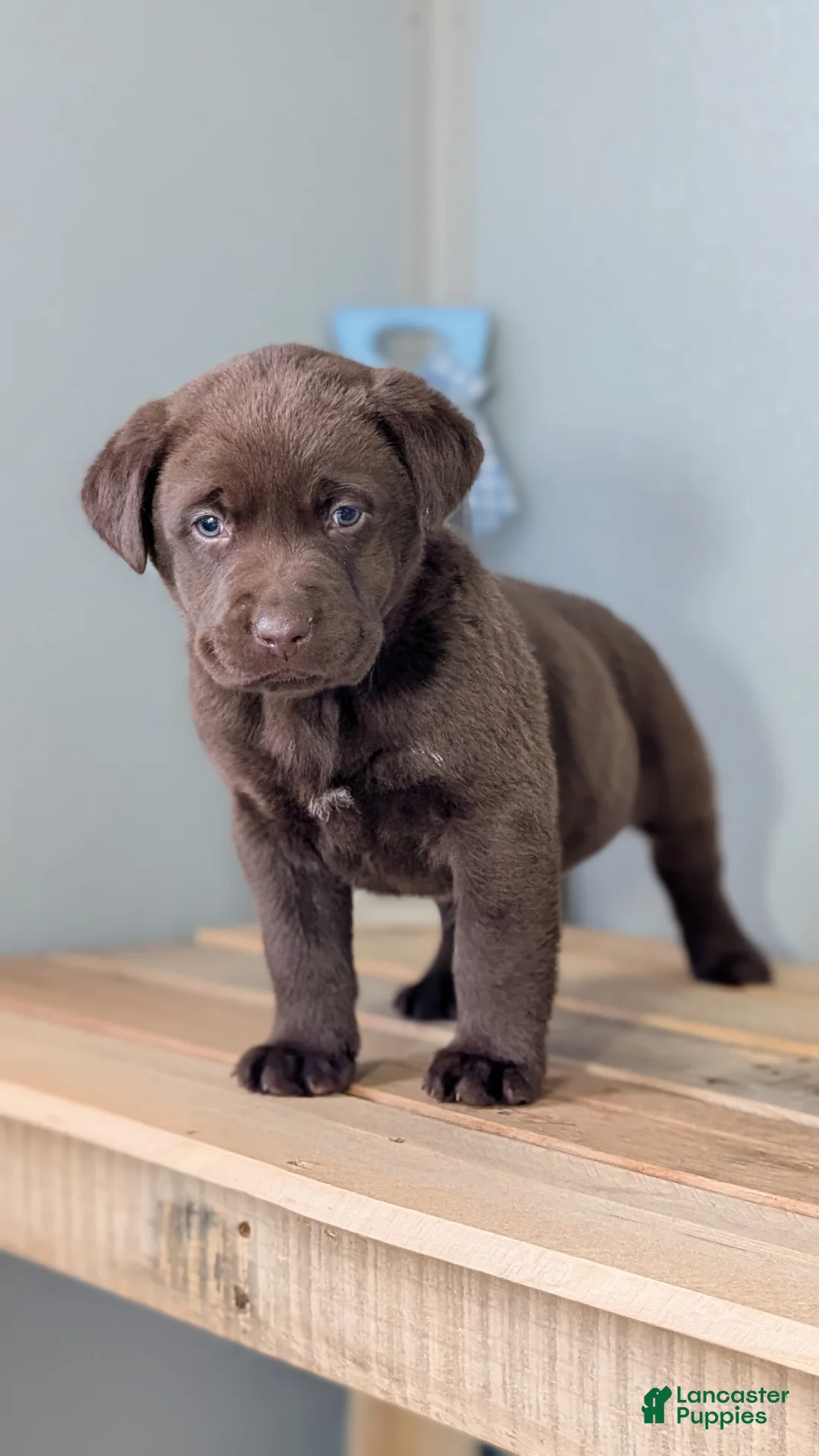 Labrador Retriever dogs for sale: Kobe - Ad 6