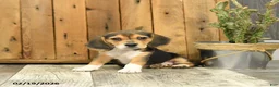 Beagle dogs for sale: Missy - Ad 3