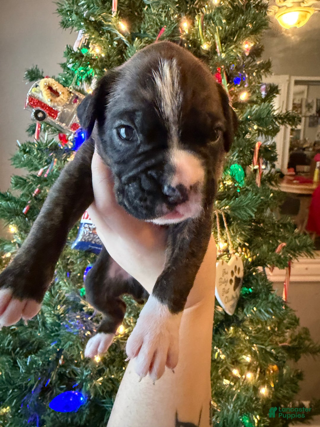 Boxer dogs for sale: Moose - Ad 3