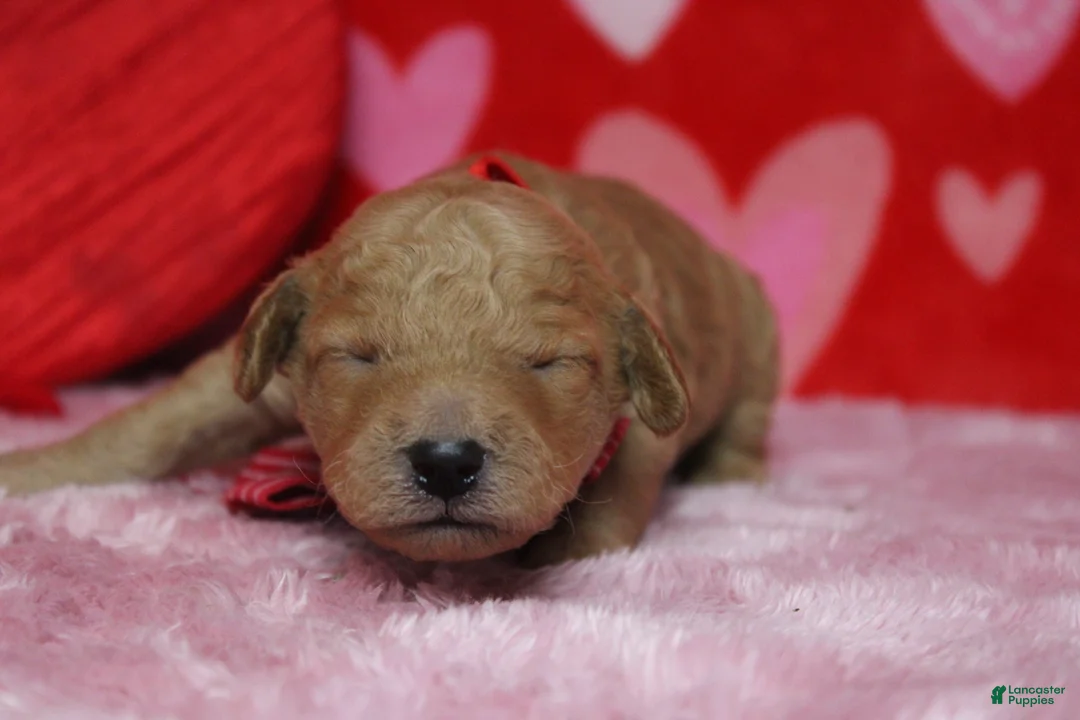 Goldendoodle dogs for sale: Dew - Ad 5