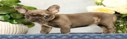 French Bulldog dogs for sale: Paula - Ad 6