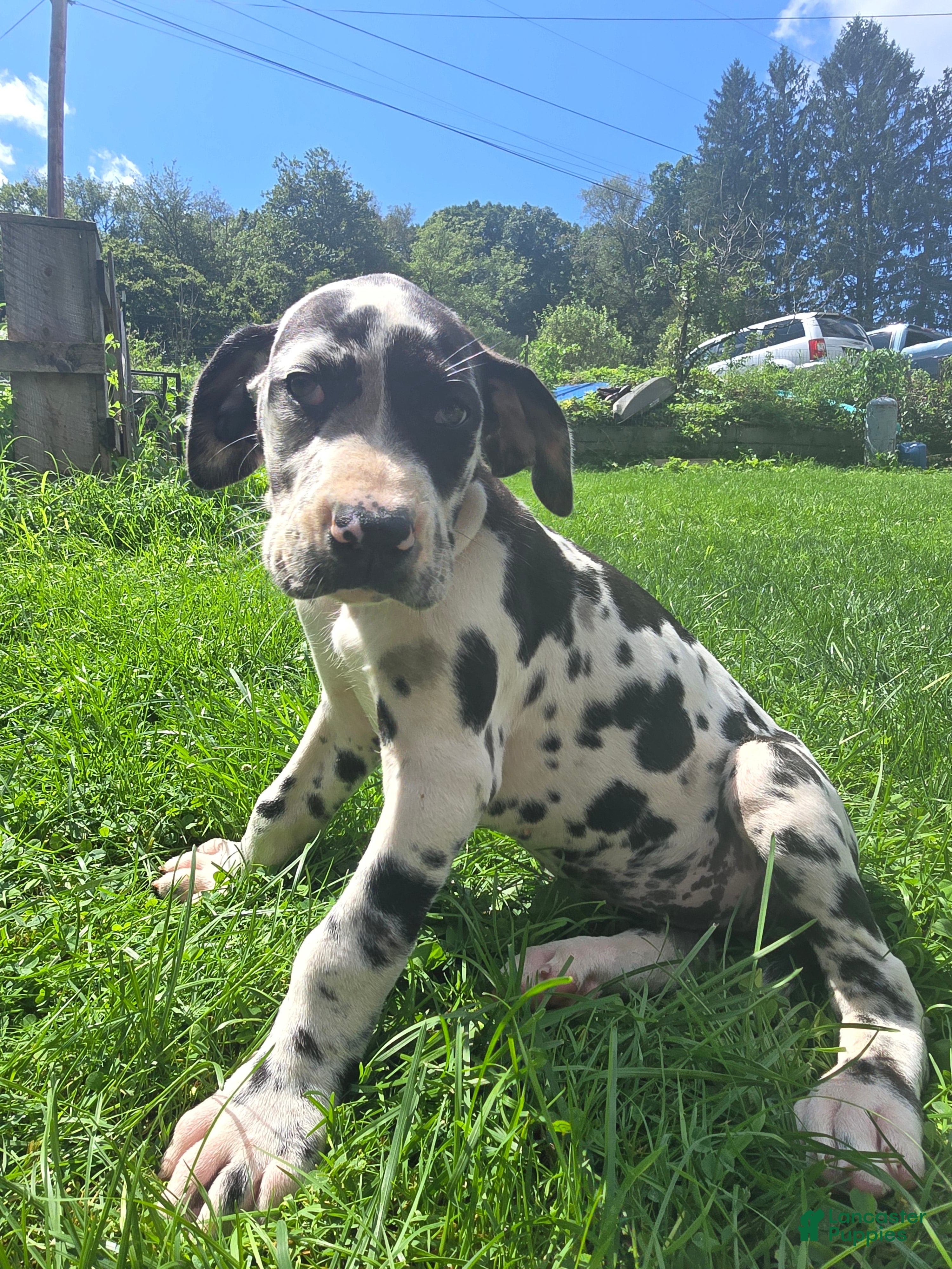 Great Dane dogs Moxie - Ad 1
