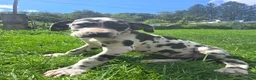 Great Dane dogs for sale: Moxie - Ad 1