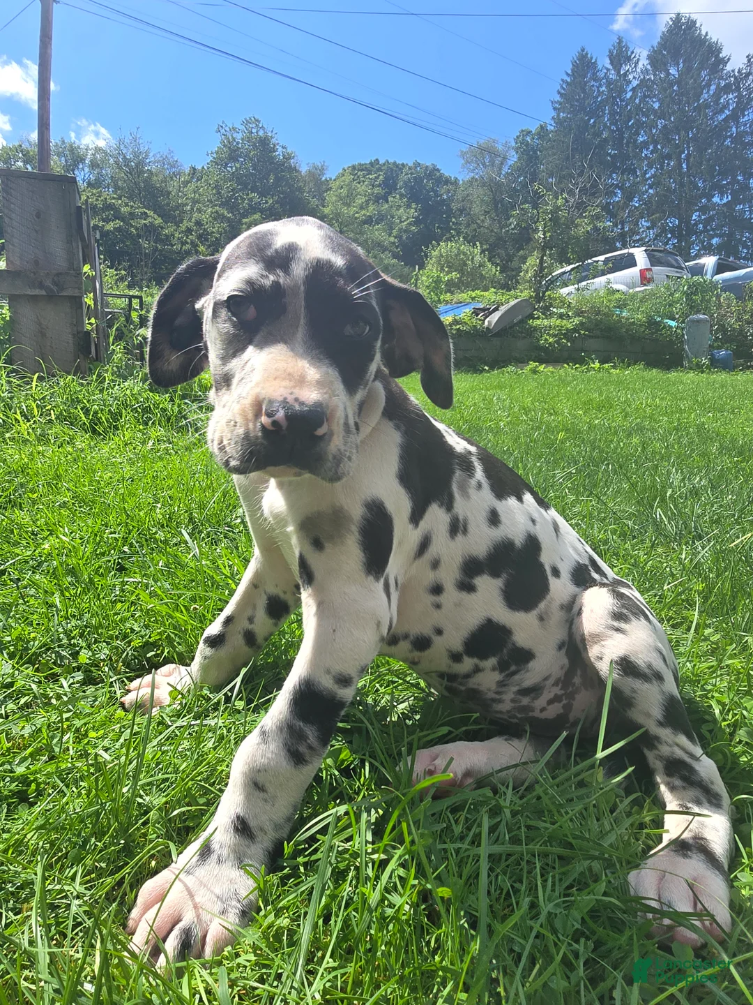 Great Dane dogs for sale: Moxie - Ad 1