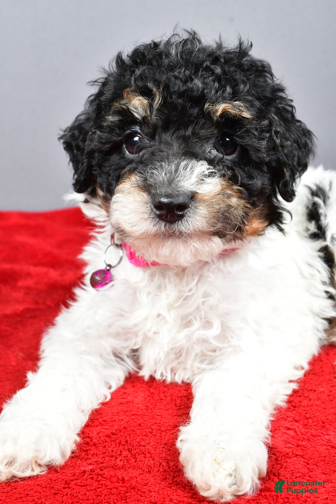 Miniature Poodle dogs for sale: Allison - Ad 3