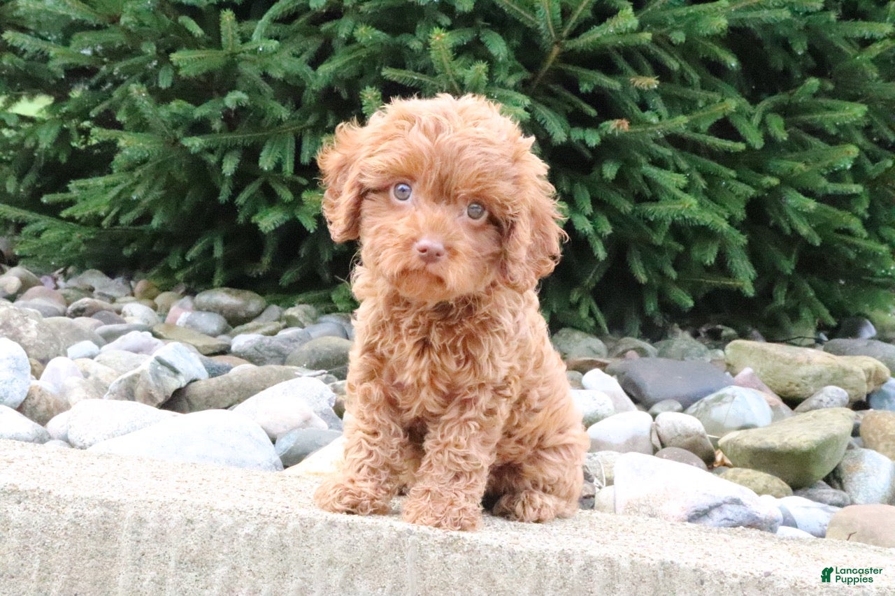Cavapoo dogs Rosie - Ad 2