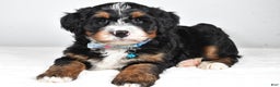 Mini Bernedoodle dogs for sale: Duke - Ad 1