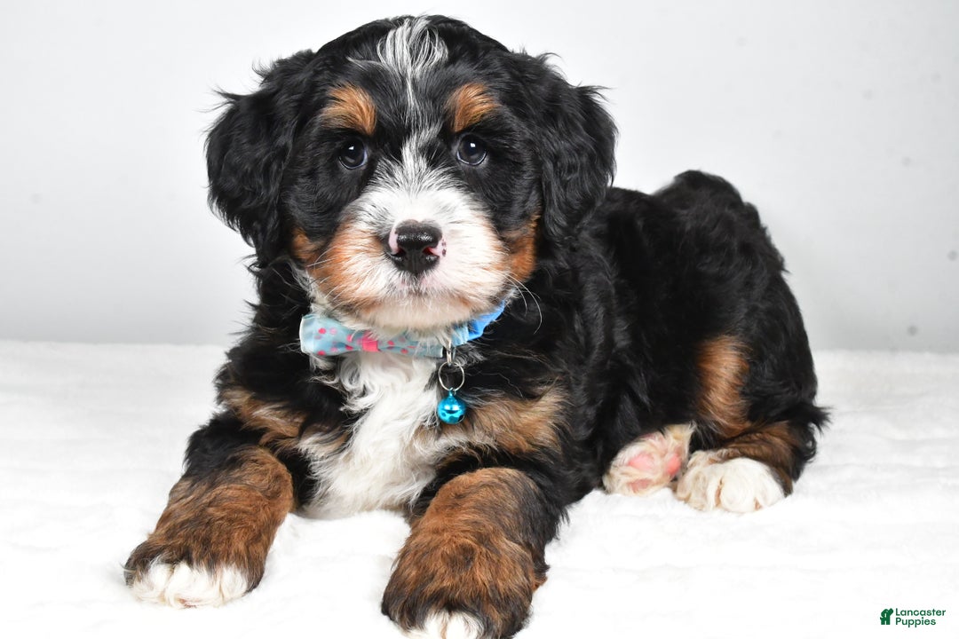 Mini Bernedoodle dogs for sale: Duke - Ad 1