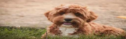 Cavapoo dogs for sale: Herbie - Ad 4