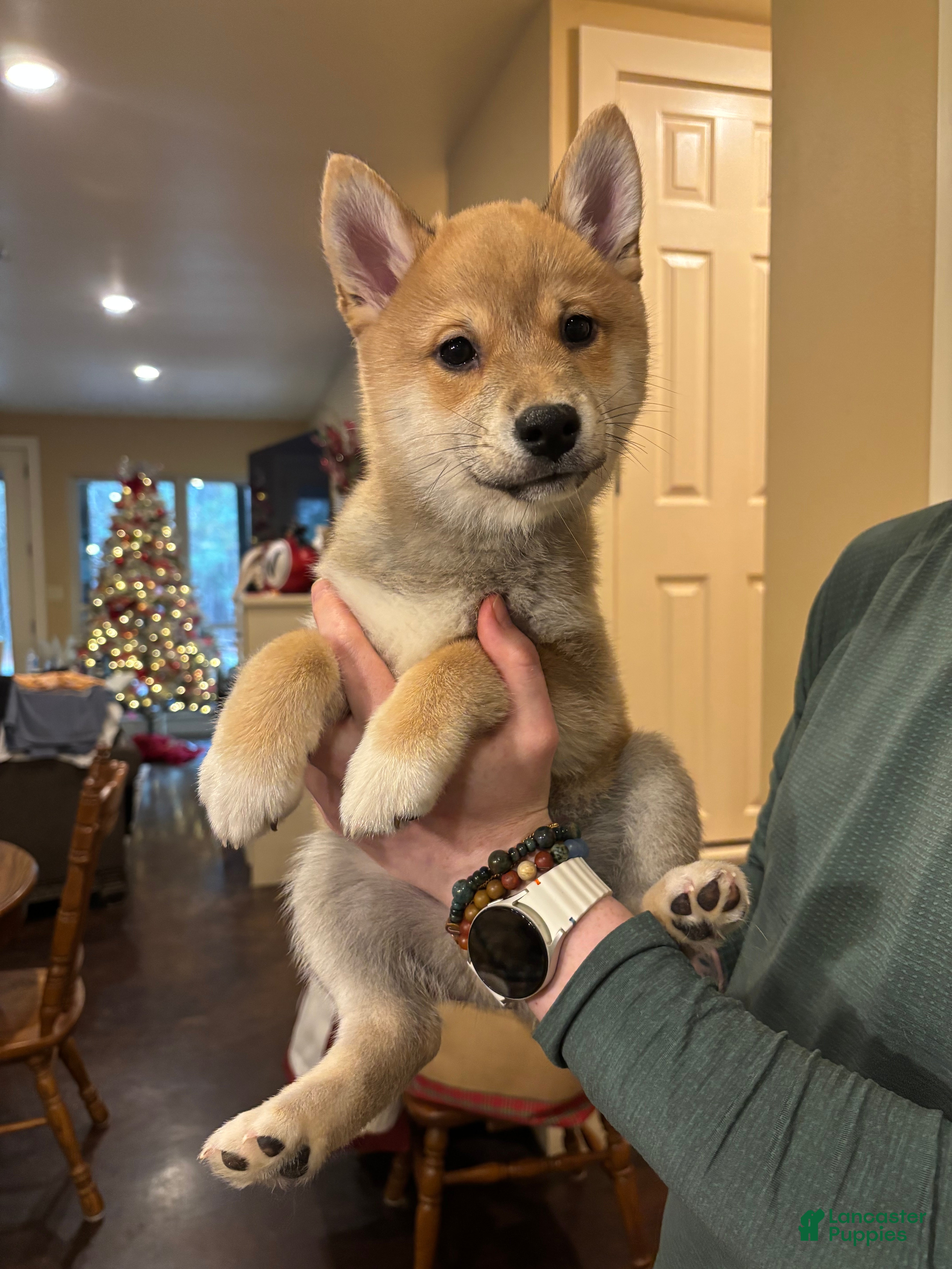 Shiba Inu dogs Arlo - Ad 2