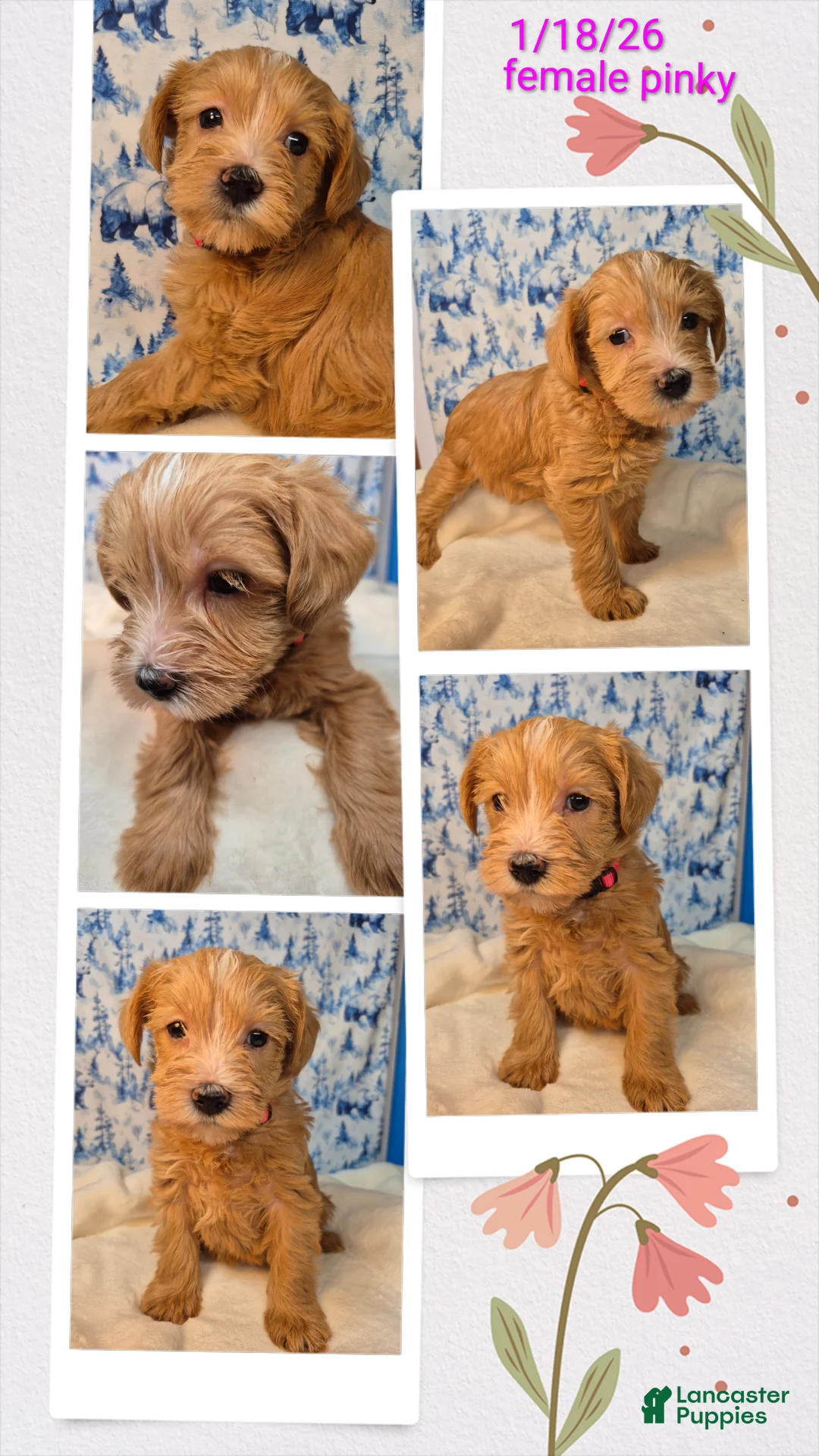 Mixed Breed dogs for sale: Mixed Breed Puppy 7 - Ad 2