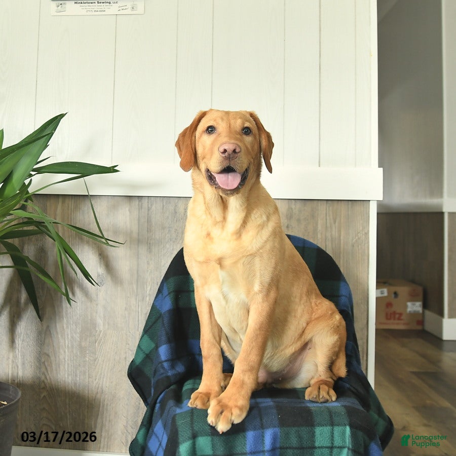 Labrador Retriever dogs Butterscotch - Ad 1