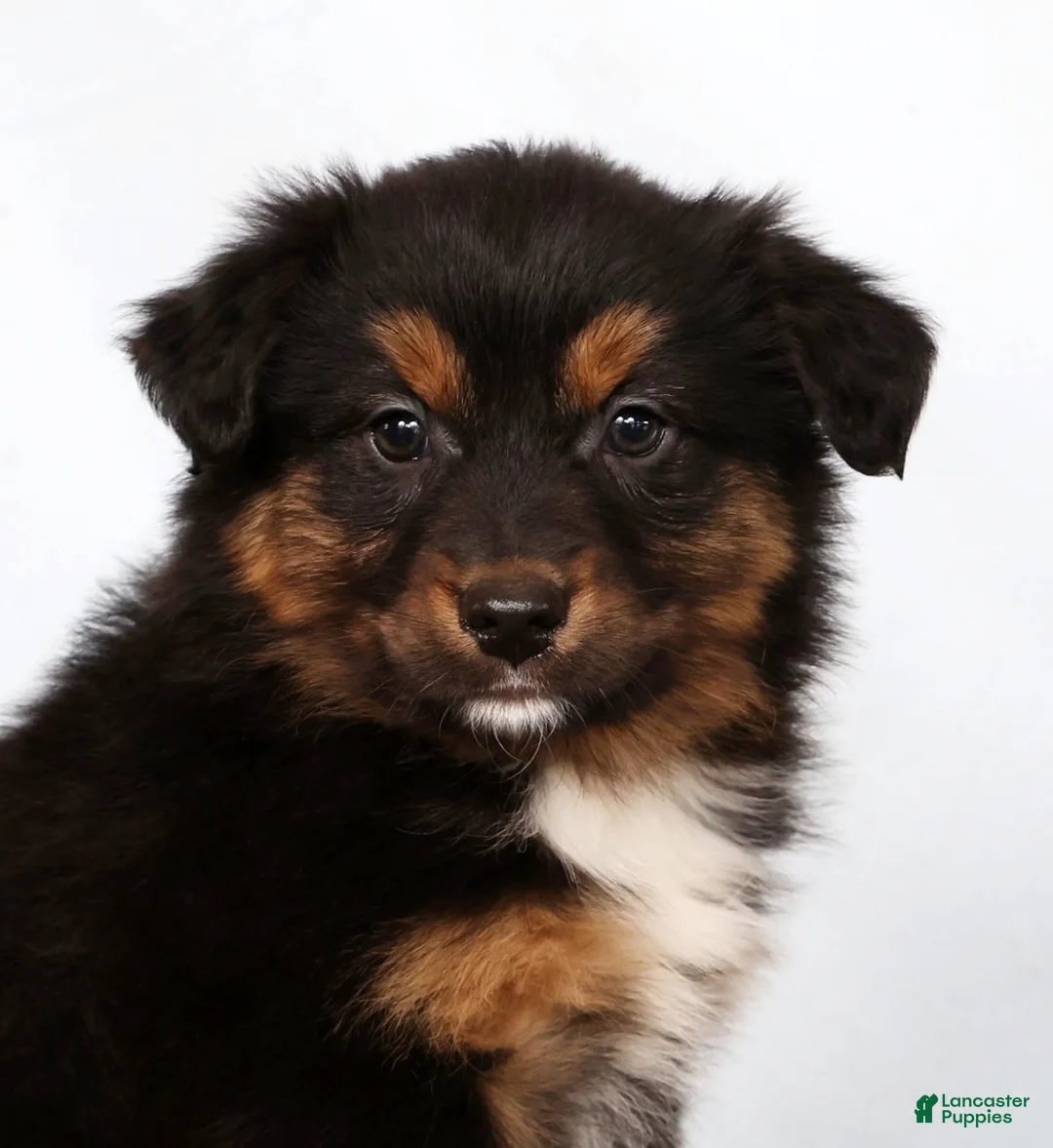 Australian Shepherd dogs for sale: Jeremy - Ad 9