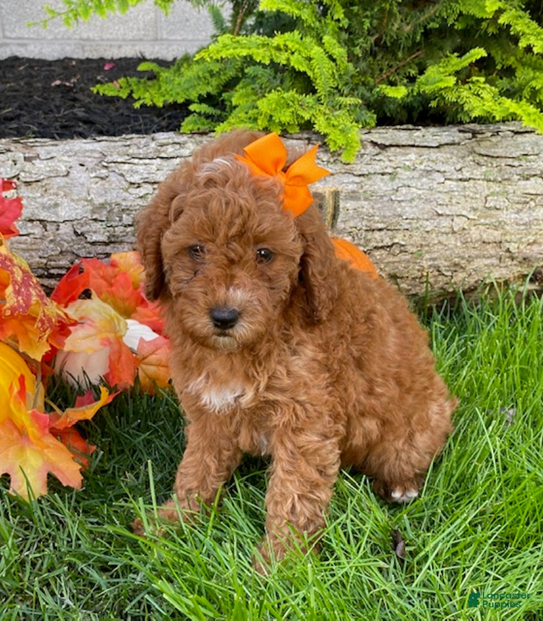 Cavapoo dogs for sale: Dream - Ad 5