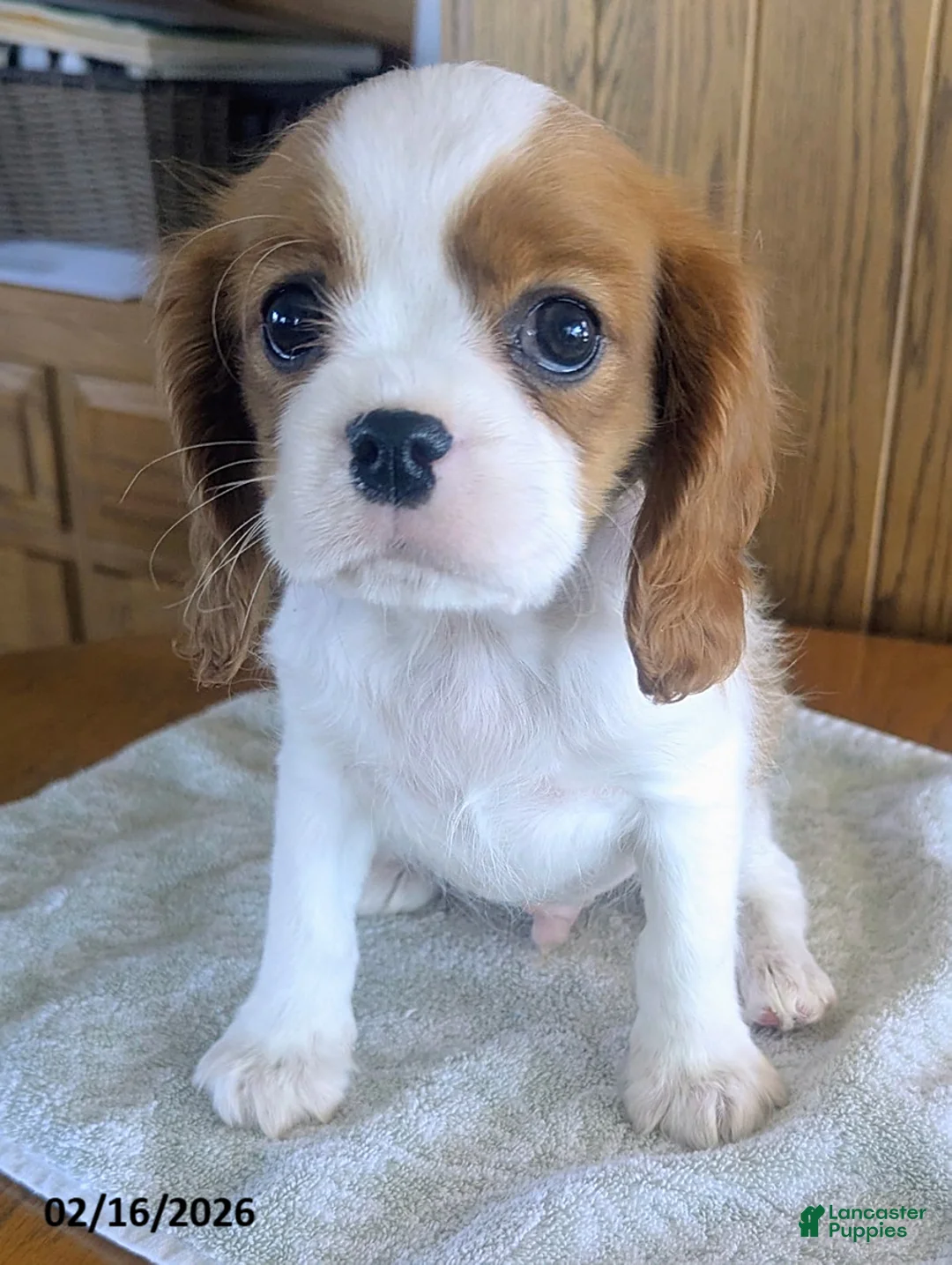 Cavalier King Charles Spaniel dogs for sale: Montey - Ad 2