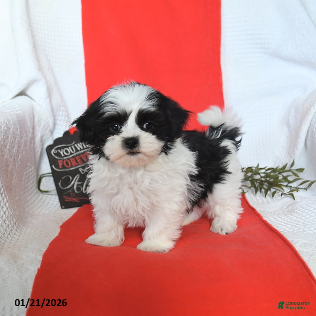 Malshi dogs for sale: Sterling - Ad 5