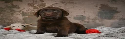 Labrador Retriever dogs for sale: Gem - Ad 4