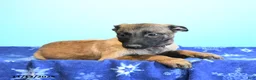 Belgian Malinois dogs for sale: Pearl  - Ad 15