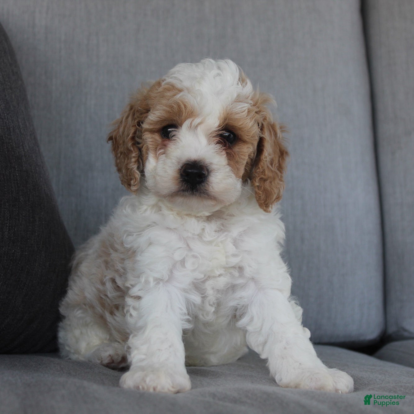 Cavapoo dogs Buddy - Ad 1