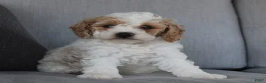 Buddy