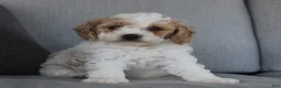 Cavapoo dogs for sale: Buddy - Ad 1