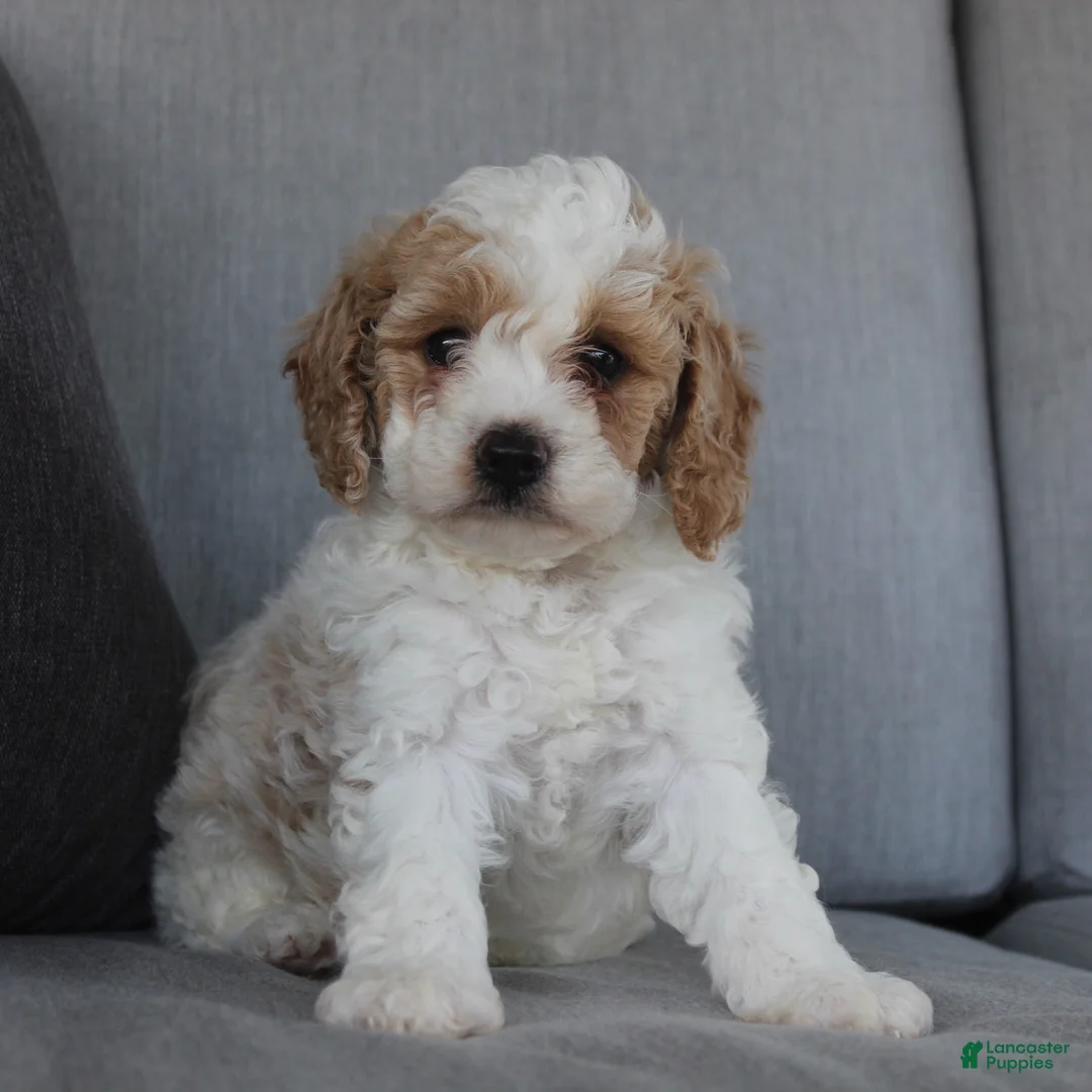 Cavapoo dogs for sale: Buddy - Ad 1