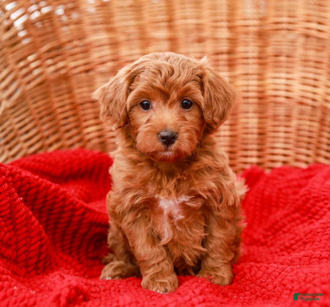 Havapoo dogs for sale: Bridgette - Ad 2