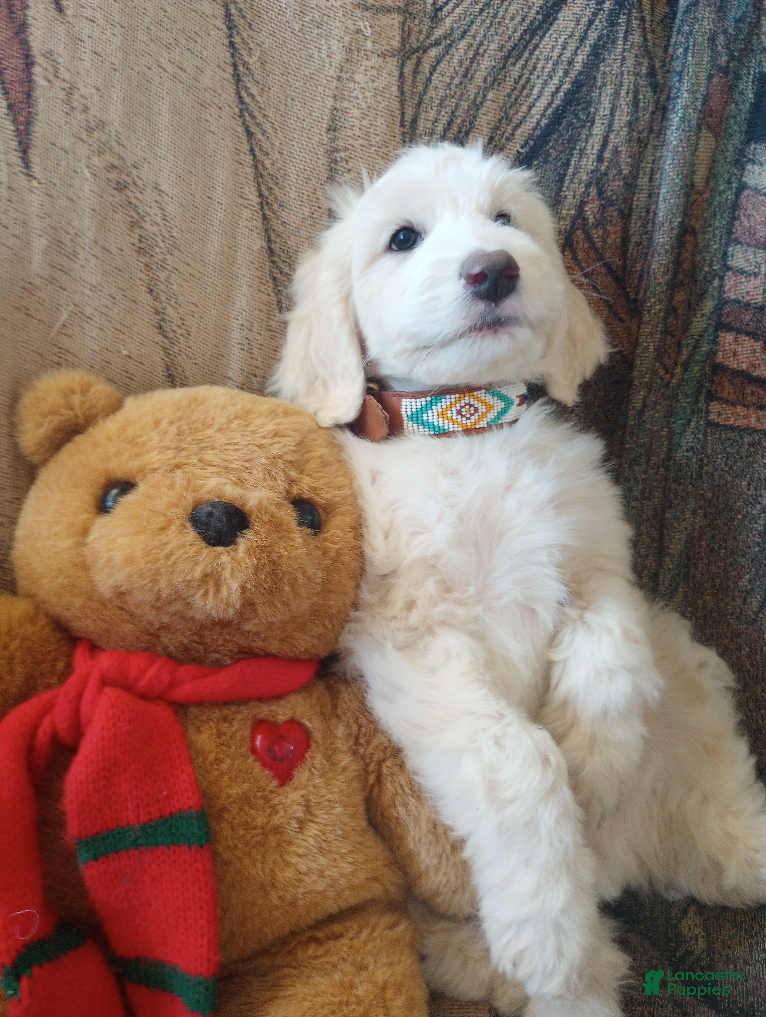Sheepadoodle dogs Oakley - Ad 2