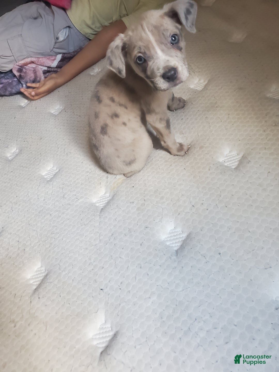 American Bully dogs for sale: American Bully Puppy 8 - Ad 5