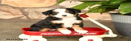 Mini Bernedoodle dogs for sale: Freddie - Ad 1