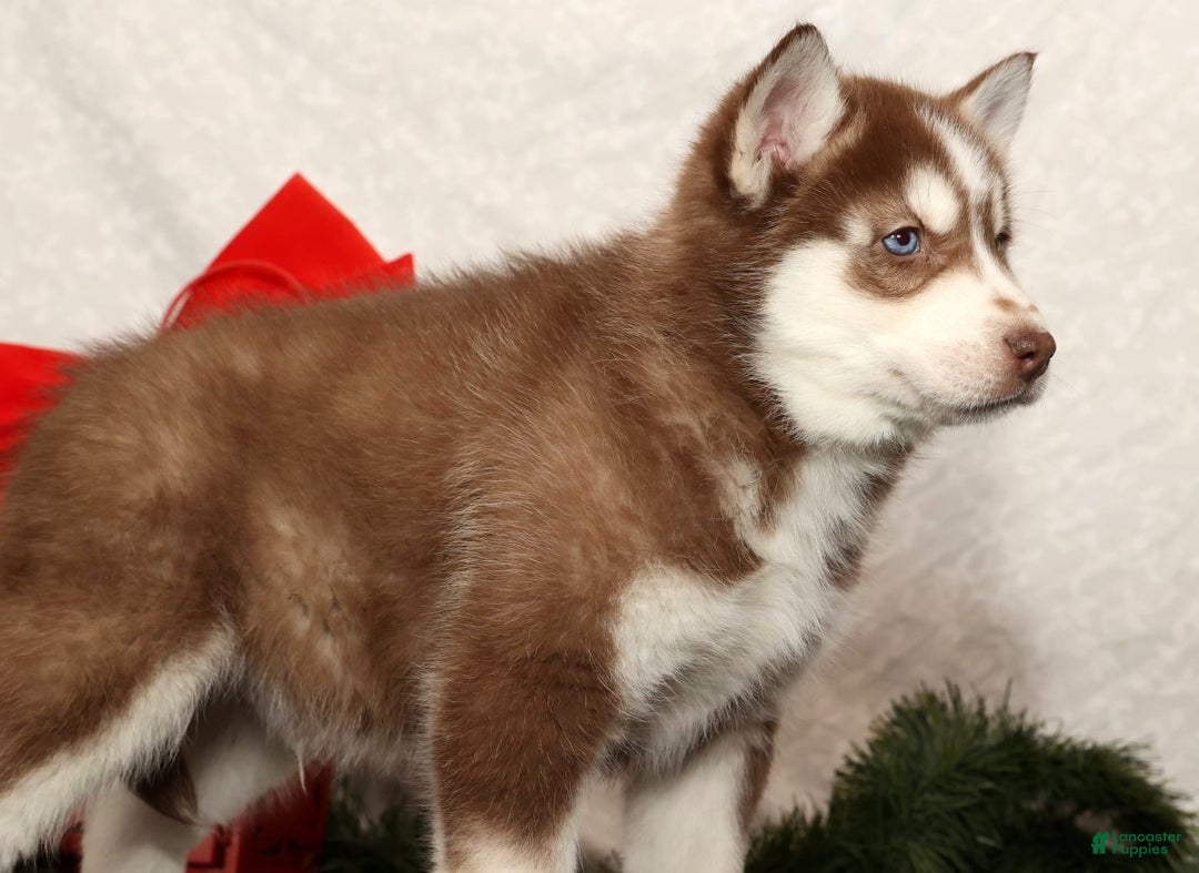Siberian Husky dogs for sale: Rudolph - Ad 4