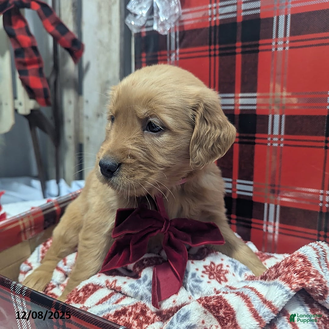 Golden Retriever dogs for sale: Joy - Ad 5