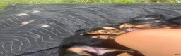 Dachshund dogs for sale: Adena - Ad 6