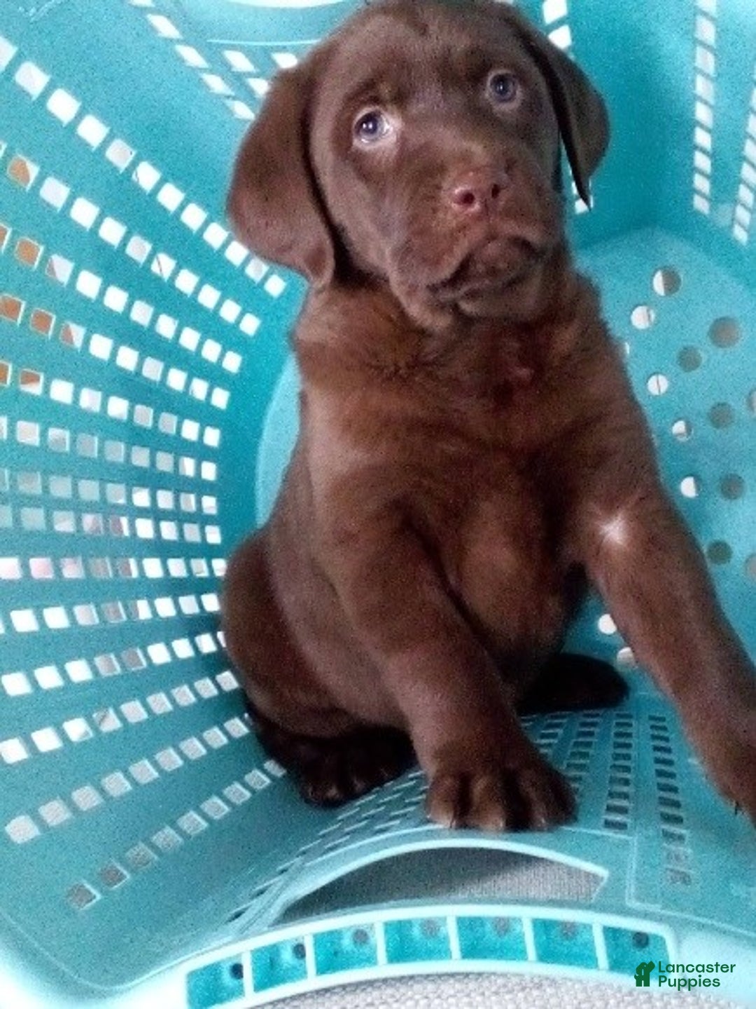 Labrador Retriever dogs for sale: Sparkle - Ad 3