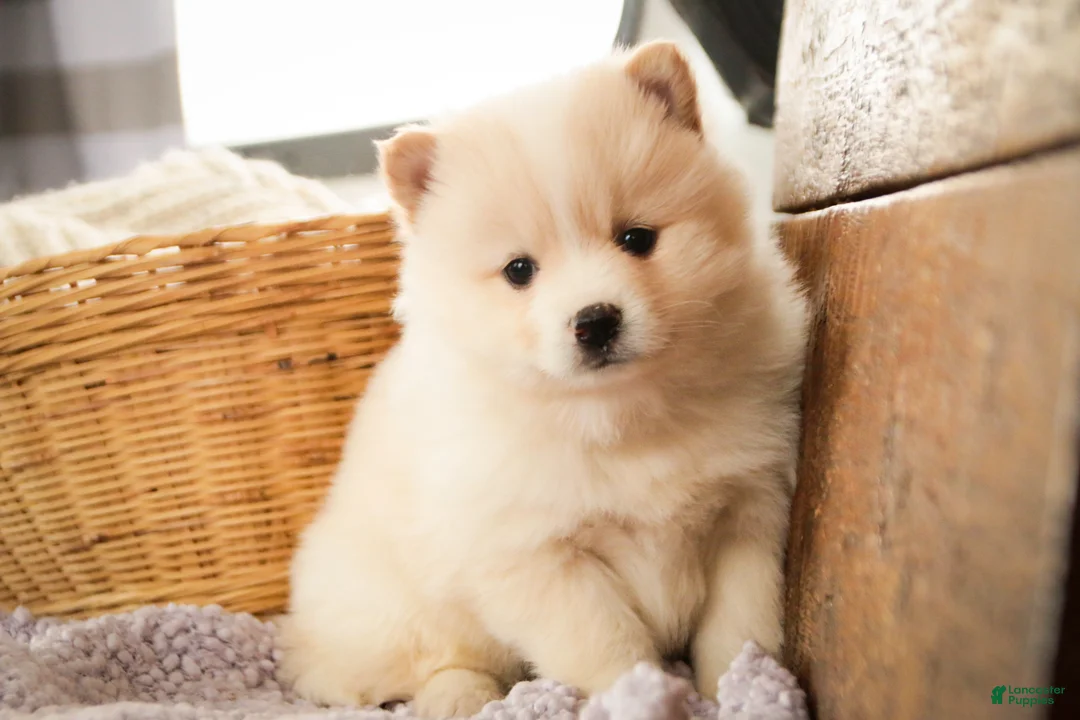 Pomsky dogs for sale: Sage - Ad 5