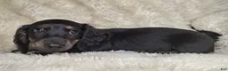 Miniature Dachshund dogs for sale: Miniature Dachshund Male - Ad 3