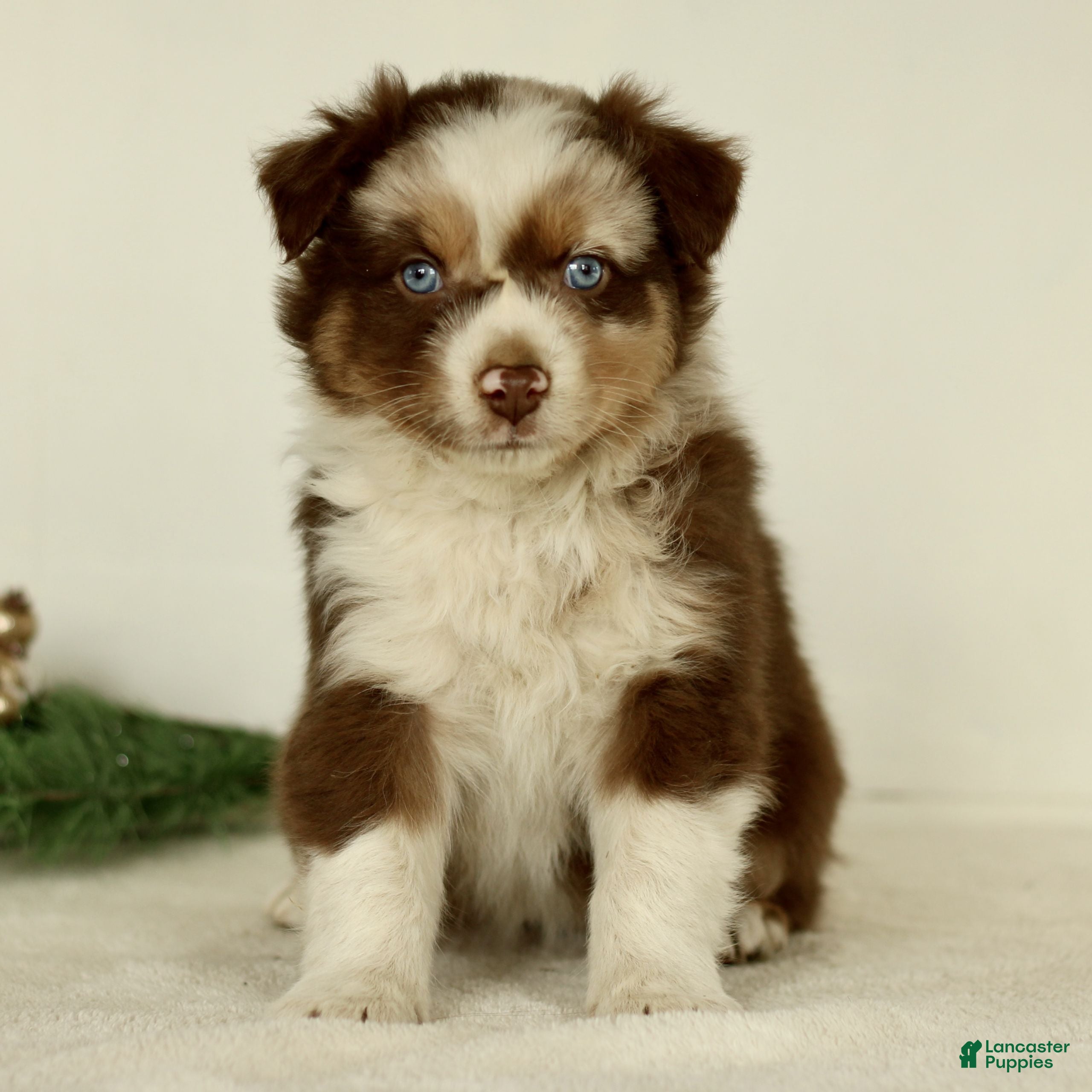 Australian Shepherd dogs Ginger  - Ad 39