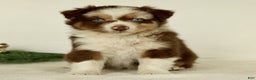 Australian Shepherd dogs for sale: Ginger  - Ad 1