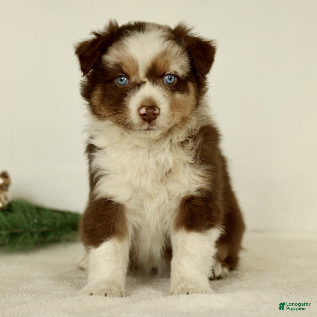 Australian Shepherd dogs for sale: Ginger  - Ad 1